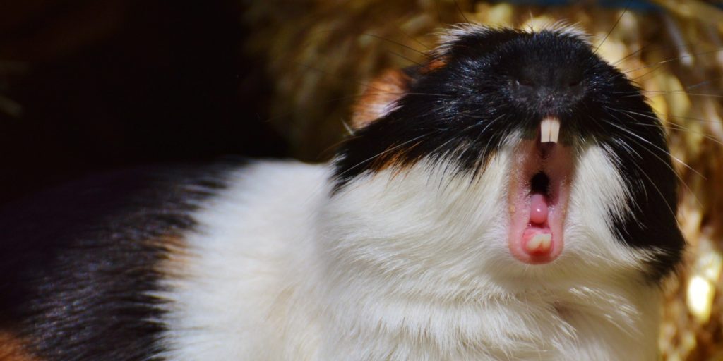 Zahnerkrankungen beim Meerschweinchen