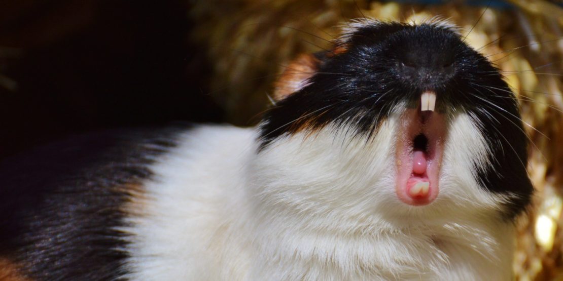 Zahnerkrankungen beim Meerschweinchen
