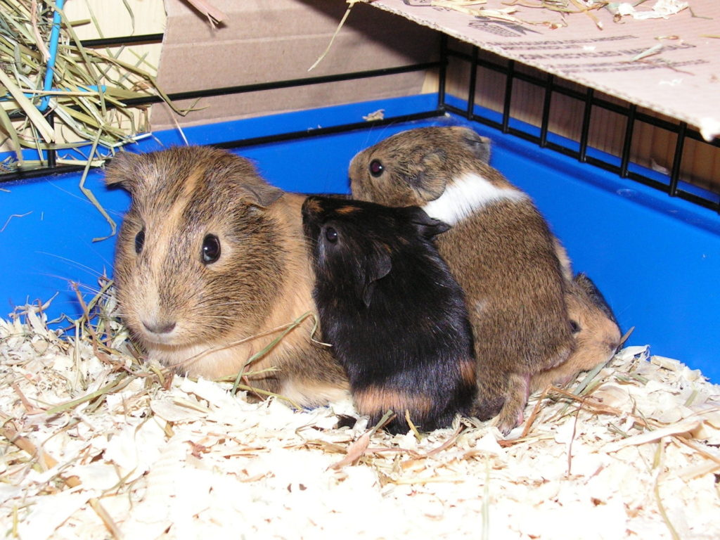 Meerschweinchen darf im neuen zuhause ankommen