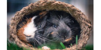 Grasnest für Meerschweinchen