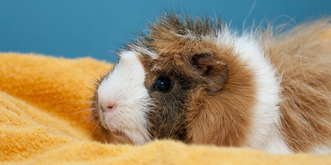 Tragbare Transportbox Für Kleintiere – Atmungsaktiv Mit Wasserflasche – Ideal Für Meerschweinchen & Hamster