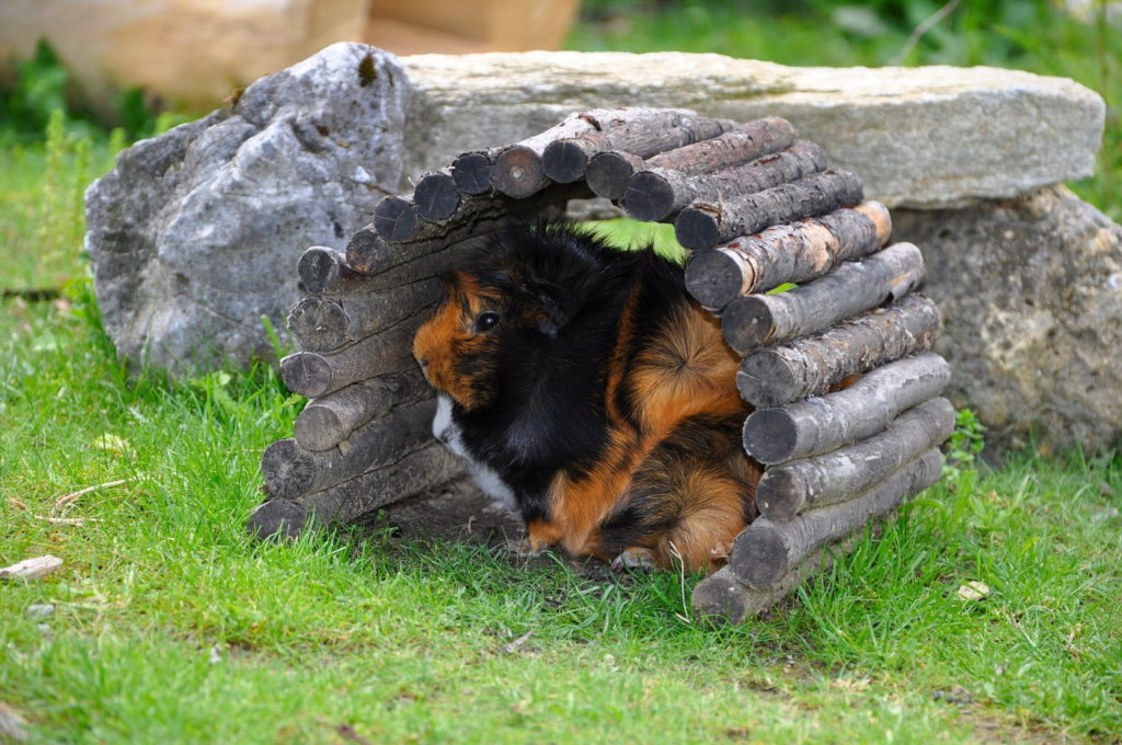 Meerschwein unter Weidebrücke