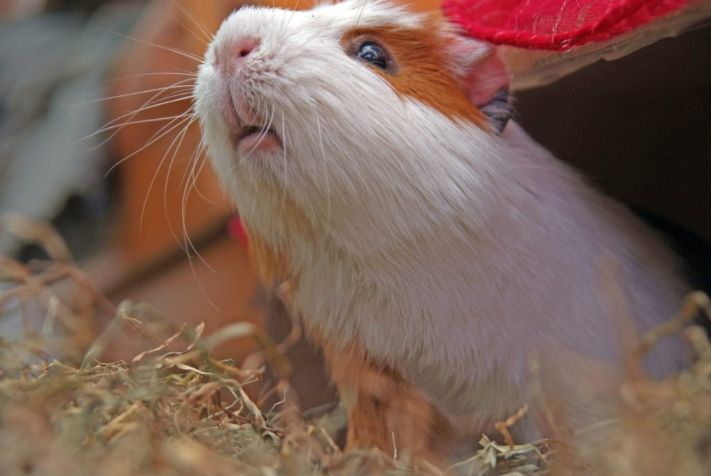 Meerschweinchen wird zutraulich