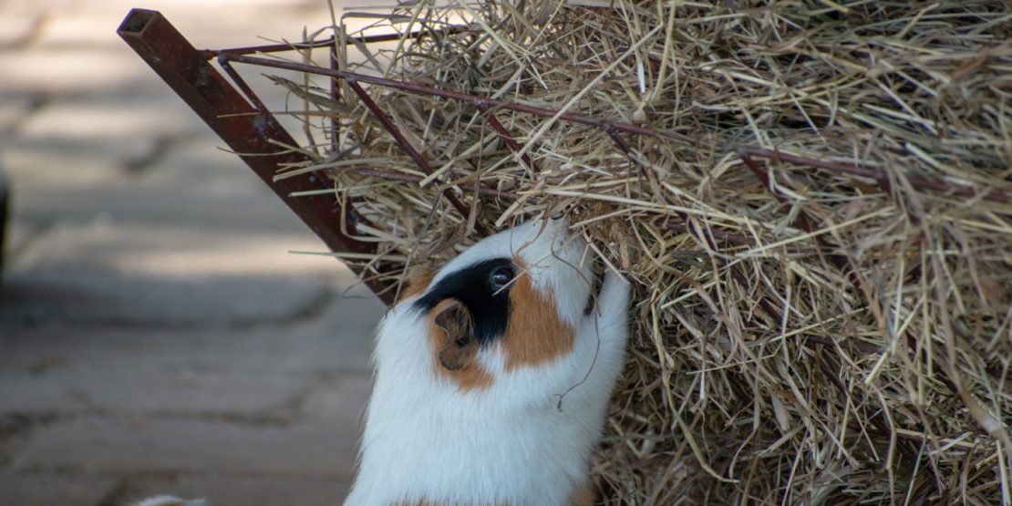 Meerschweinchen Heuraufe - Hängendes Modell