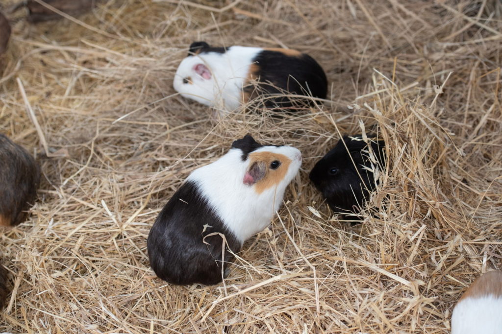 Meerschweinchen im Heunest