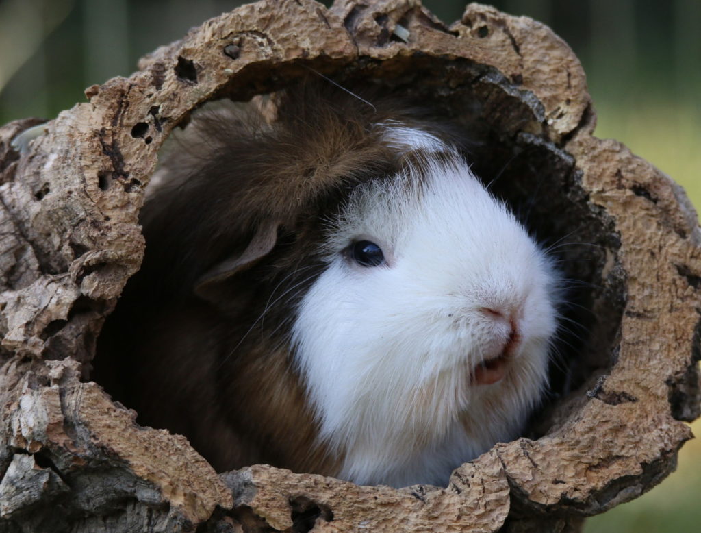 Meerschweinchen sitzt in Korkröhre