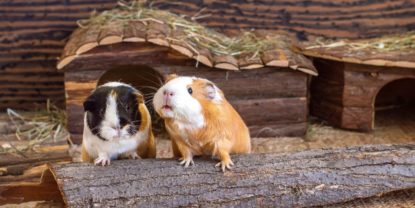 Das artgerechte Meerschweinchen Schlafhaus