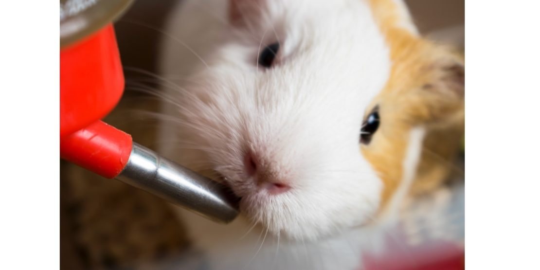 Artgerechte Meerschweinchen Tränke