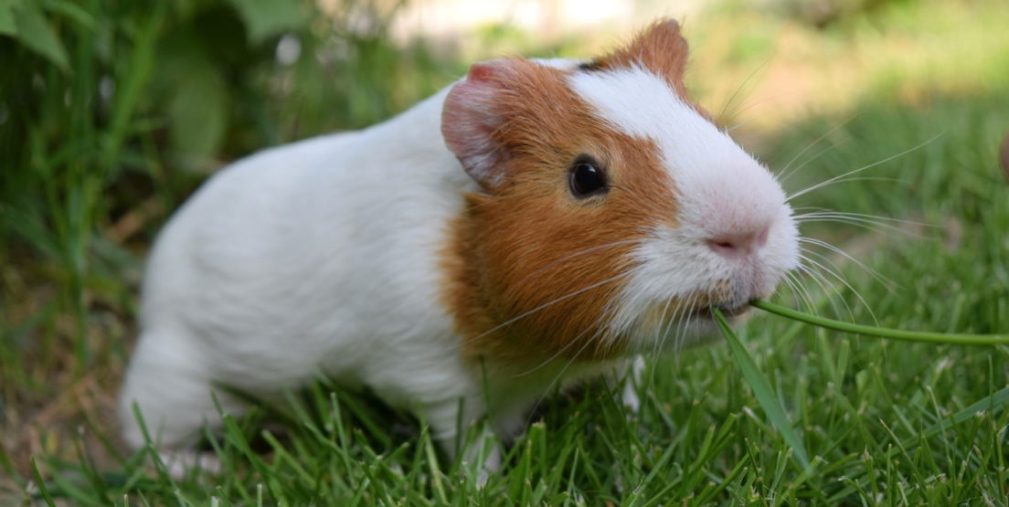 Vertrauen zum Meerschweinchen aufbauen