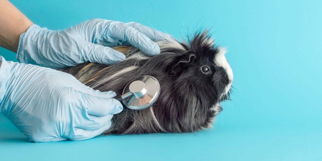 Mit dem Meerschweinchen zum Tierarzt