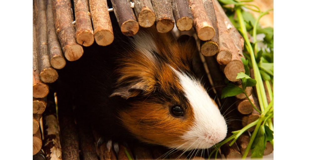 Weidenbrücke für Meerschweinchen