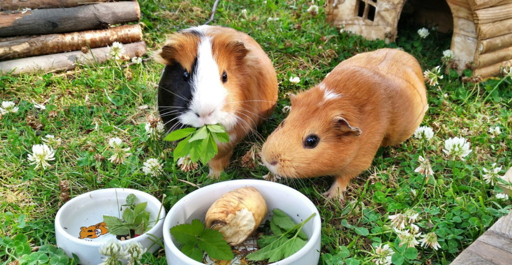 Blätter für Meerschweinchen