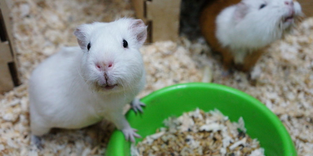 Wie Viel Platz Braucht Ein Meerschweinchen www.meerschweinchen-haltung.de