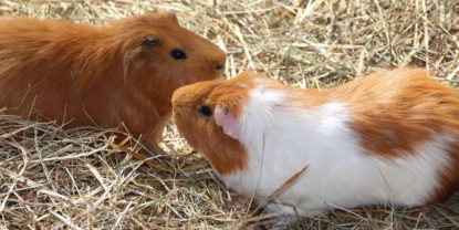 Umgang mit dem Meerschweinchen