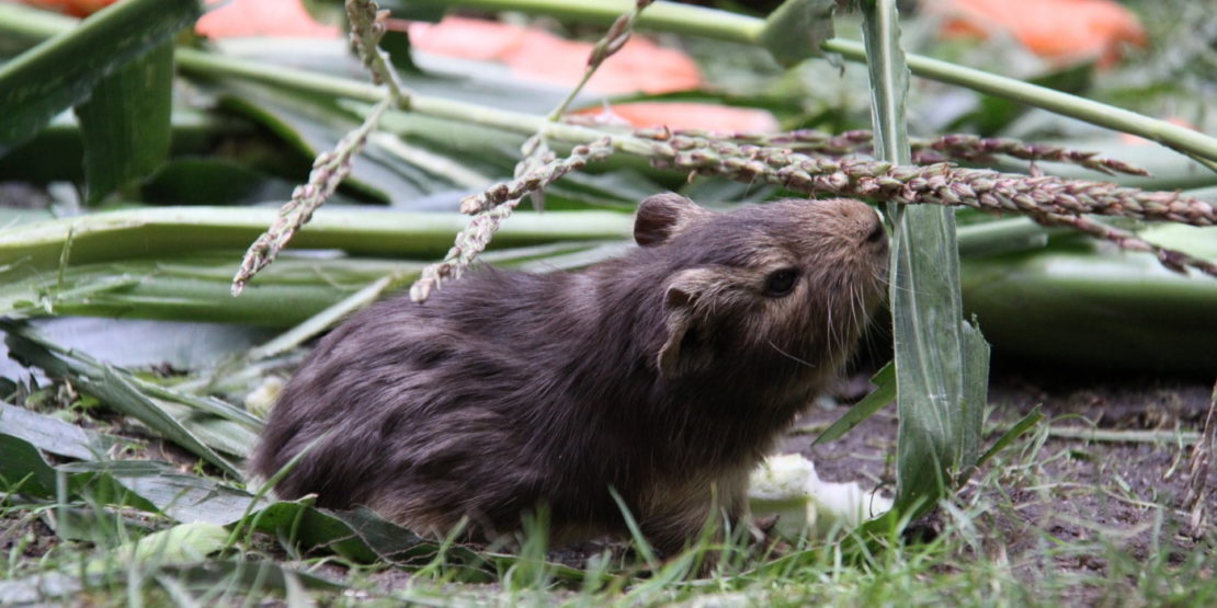 Keimlinge für Meerschweinchen