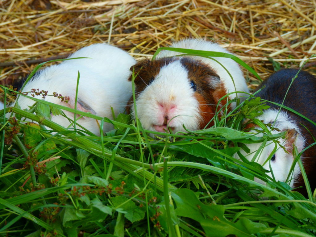 Löwenzahn für Meerschweinchen