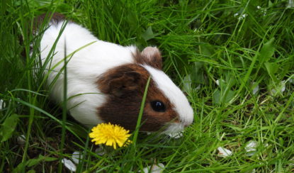 Blüten für Meerschweinchen