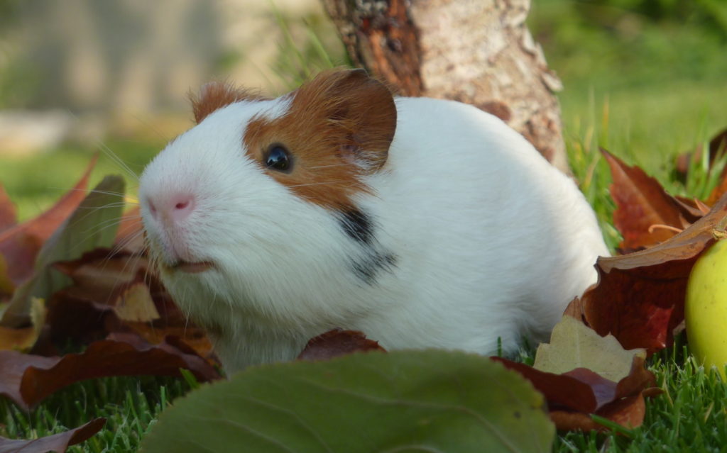 Meerschwein mit Blättern