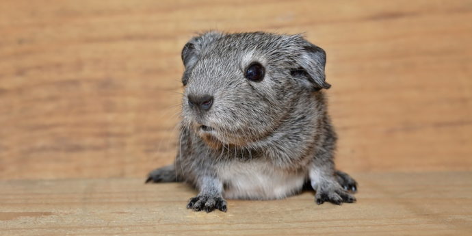 Meerschweinchen Kastration - Vorgehen, Kosten, Wichtigkeit