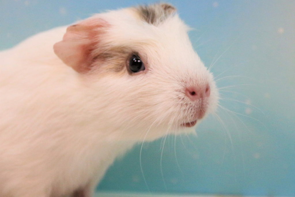 Meerschweinchen hat keine Angst