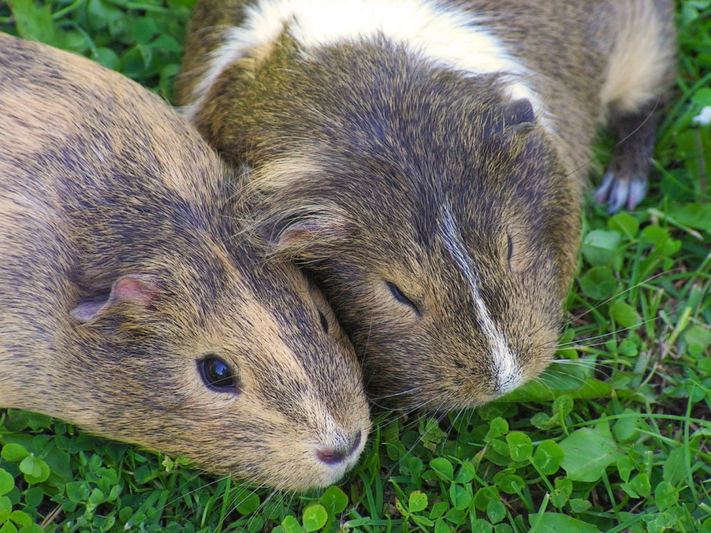 Meerschweinchen mit Klee