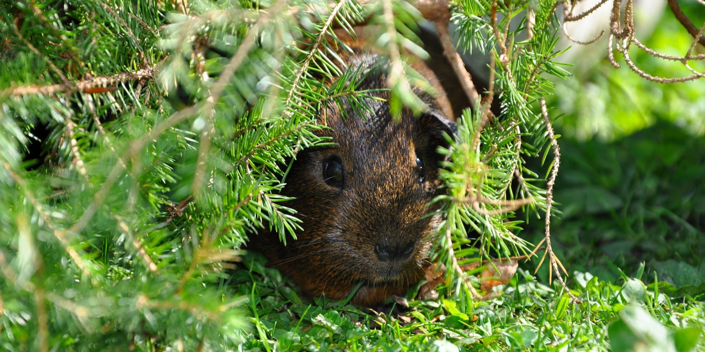 Bltter fr Meerschweinchen - Angaben zu Sorten, Mengen & mehr