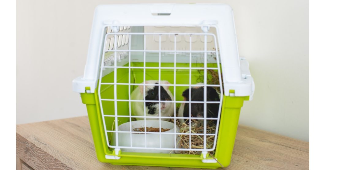 Artgerechte Meerschweinchen Transportbox