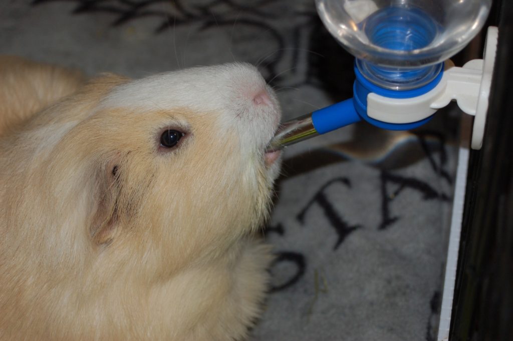 Nippeltränke für Meerschweinchen