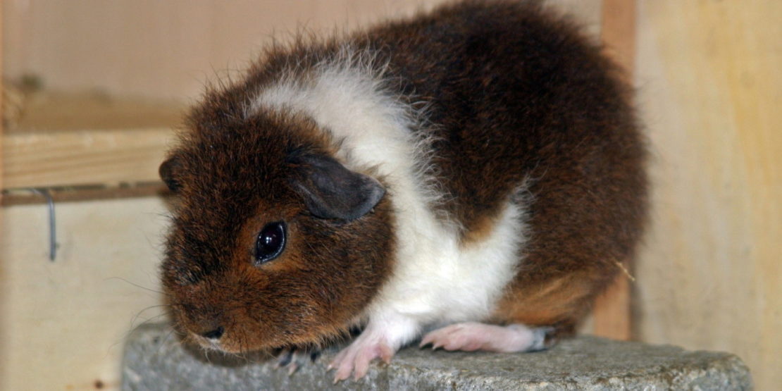Rex Meerschweinchen
