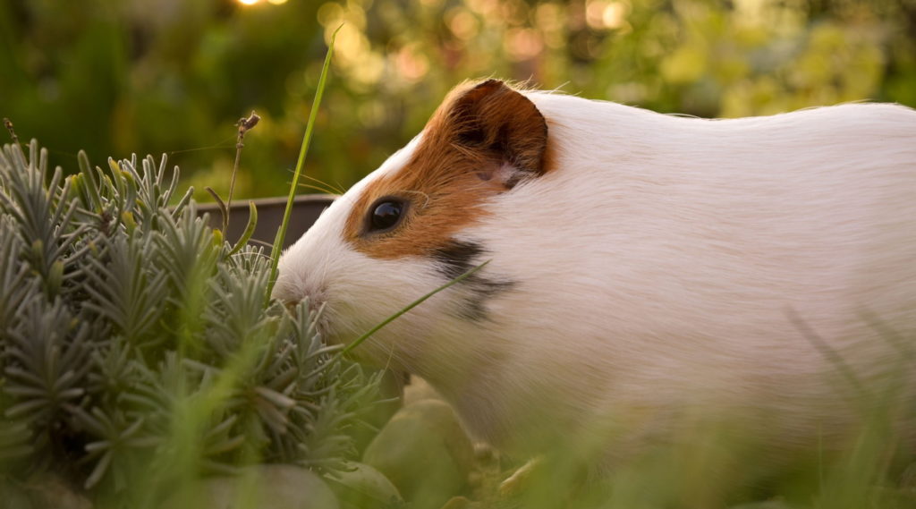 Tannenzweige für das Meerschweinchen