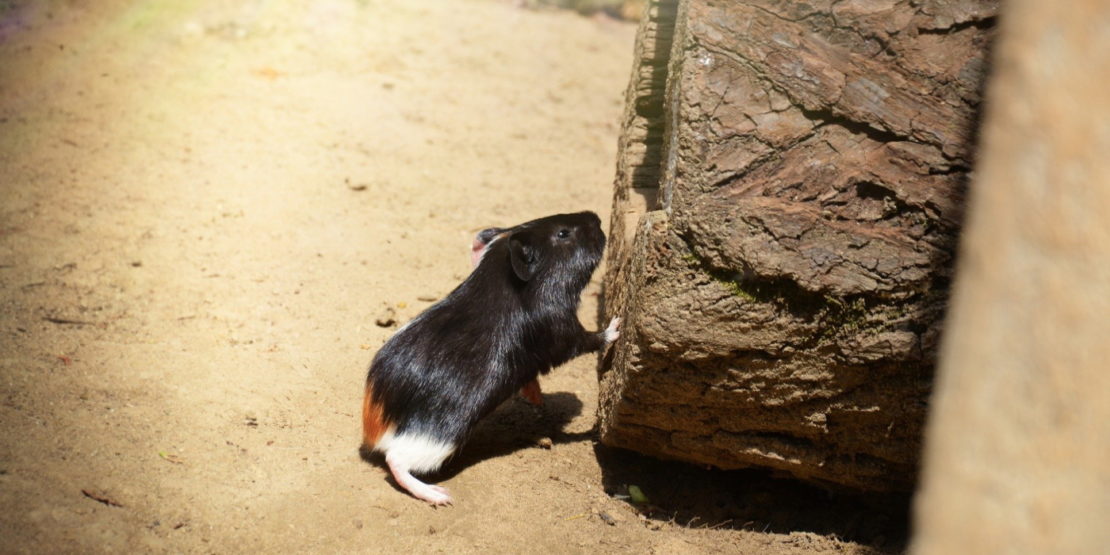 Weiteres Zubehör für Meerschweinchen