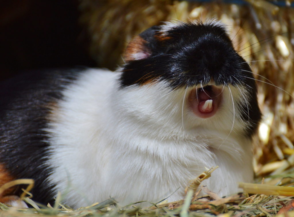 Zähne Meerschweinchen