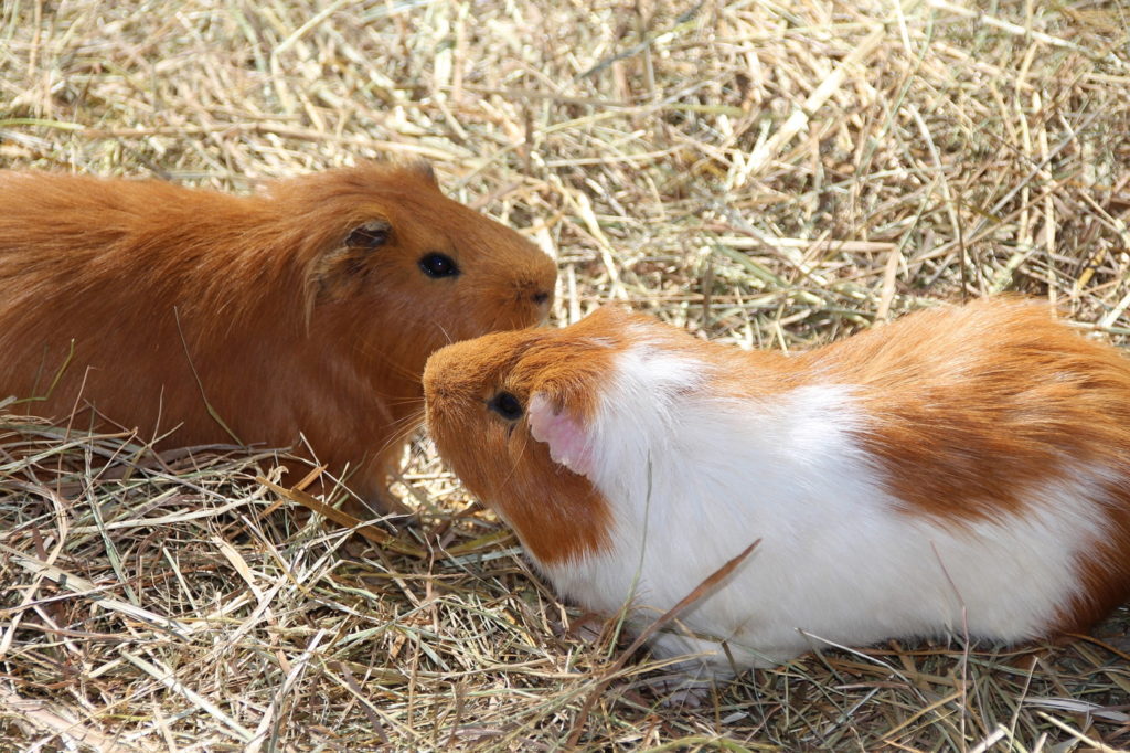 Meerschweinchen im Heu