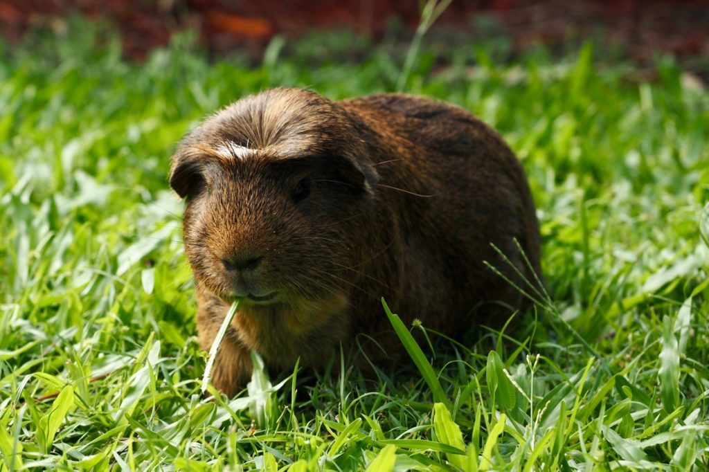 Außenhaltung der Crested Meerschweinchen