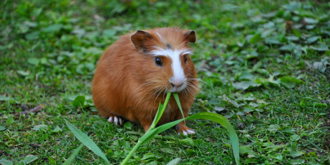 Das Foto zeigt ein Crested Meerschweinchen