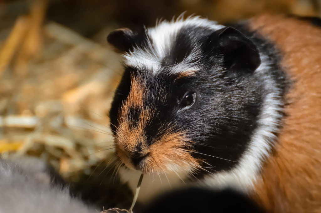 Das Foto zeigt ein Englisch Crested Meerschweinchen