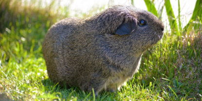 Das Foto zeigt ein Glatthaar Meerschweinchen