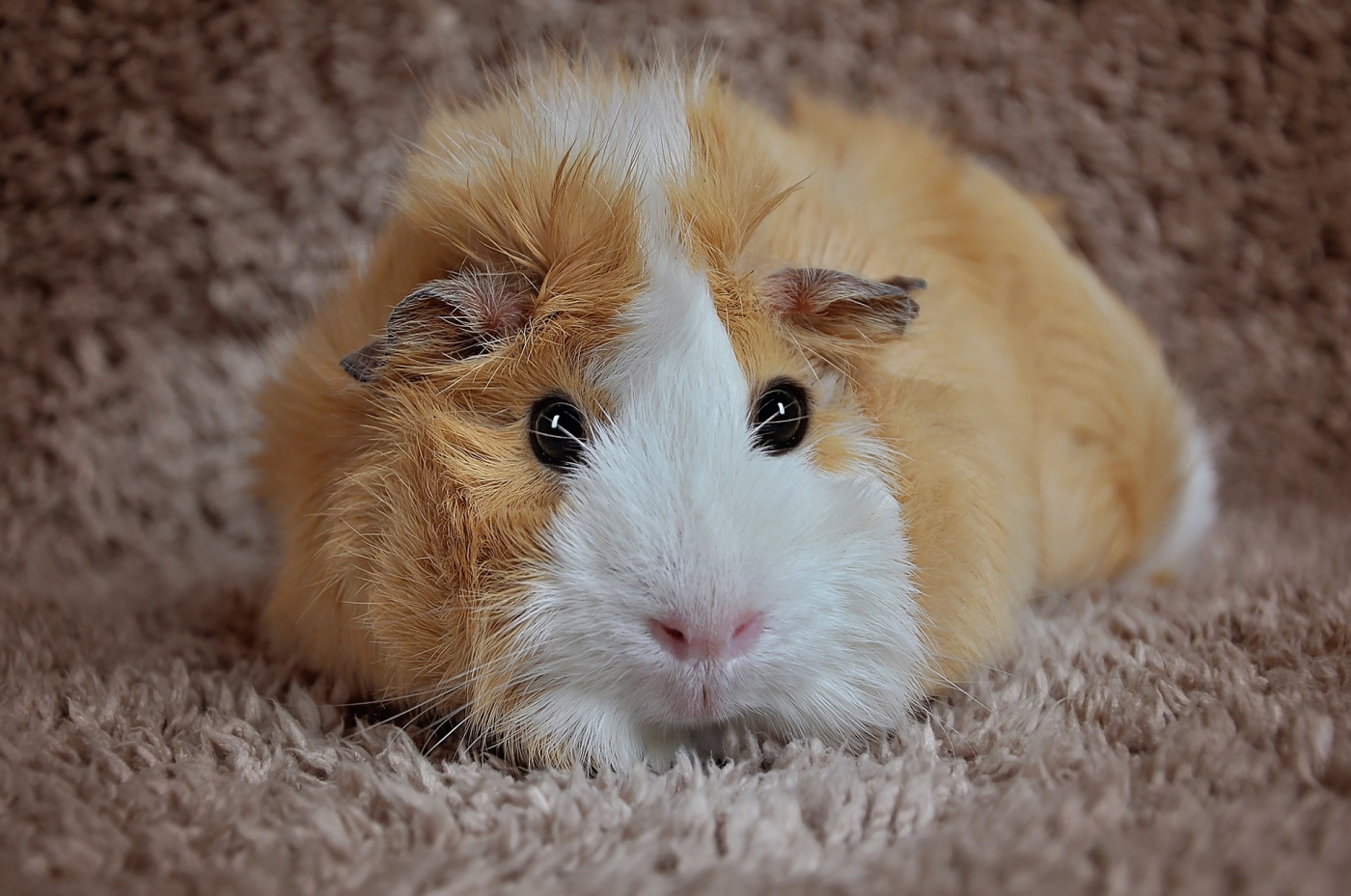 rosetten-meerschweinchen-charakter-pflege-haltungstipps