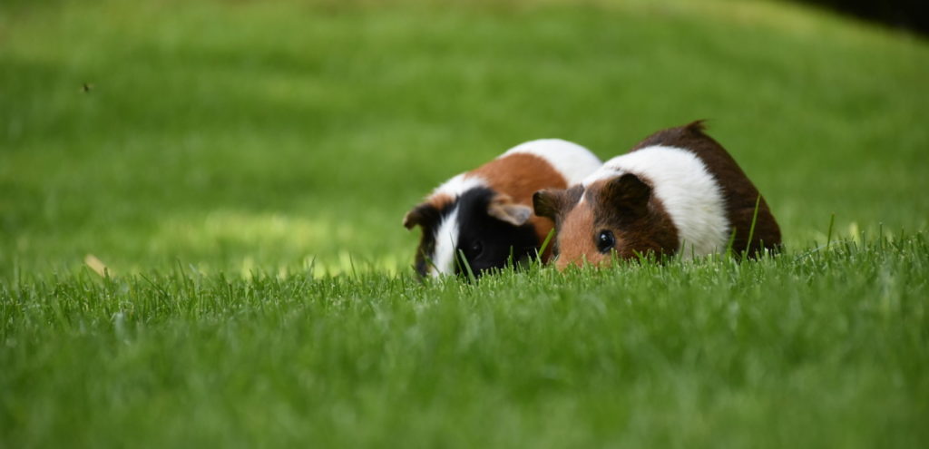 Das Foto zeigt Zwei Meerschweinchen im Gras