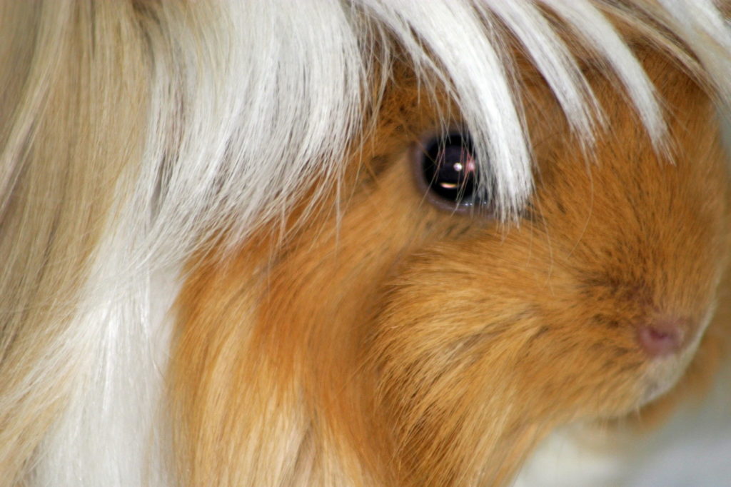 Das Foto zeigt den Pony eines Angora Meerschweinchens