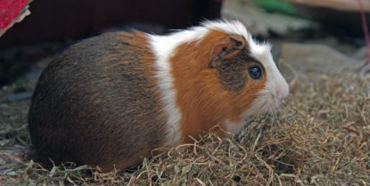 Das Foto zeigt ein Ridgeback Meerschweinchen