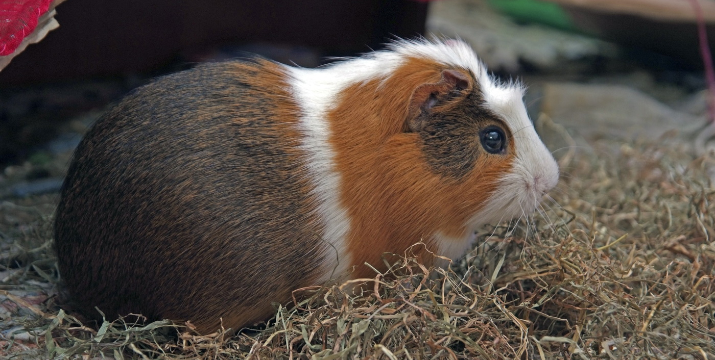 Beliebte Meerschweinchenrassen Rassevorstellung Und Infos beliebte-meerschweinchenrassen-rassevorstellung-und-infos