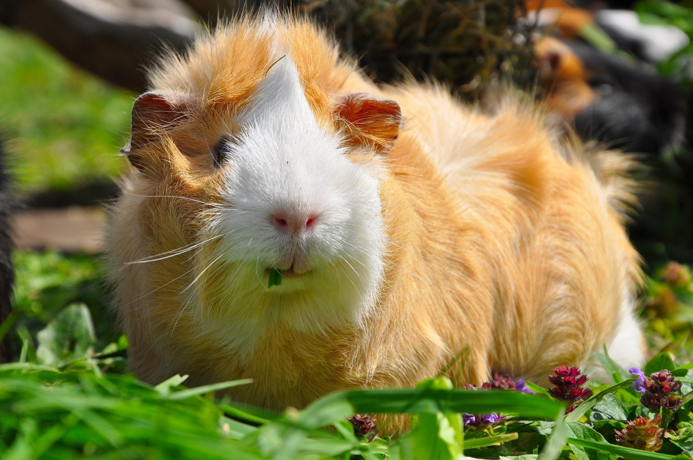 Rosetten Meerschweinchen Charakter Pflege Haltungstipps Rosetten Meerschweinchen Charakter Pflege Haltungstipps
