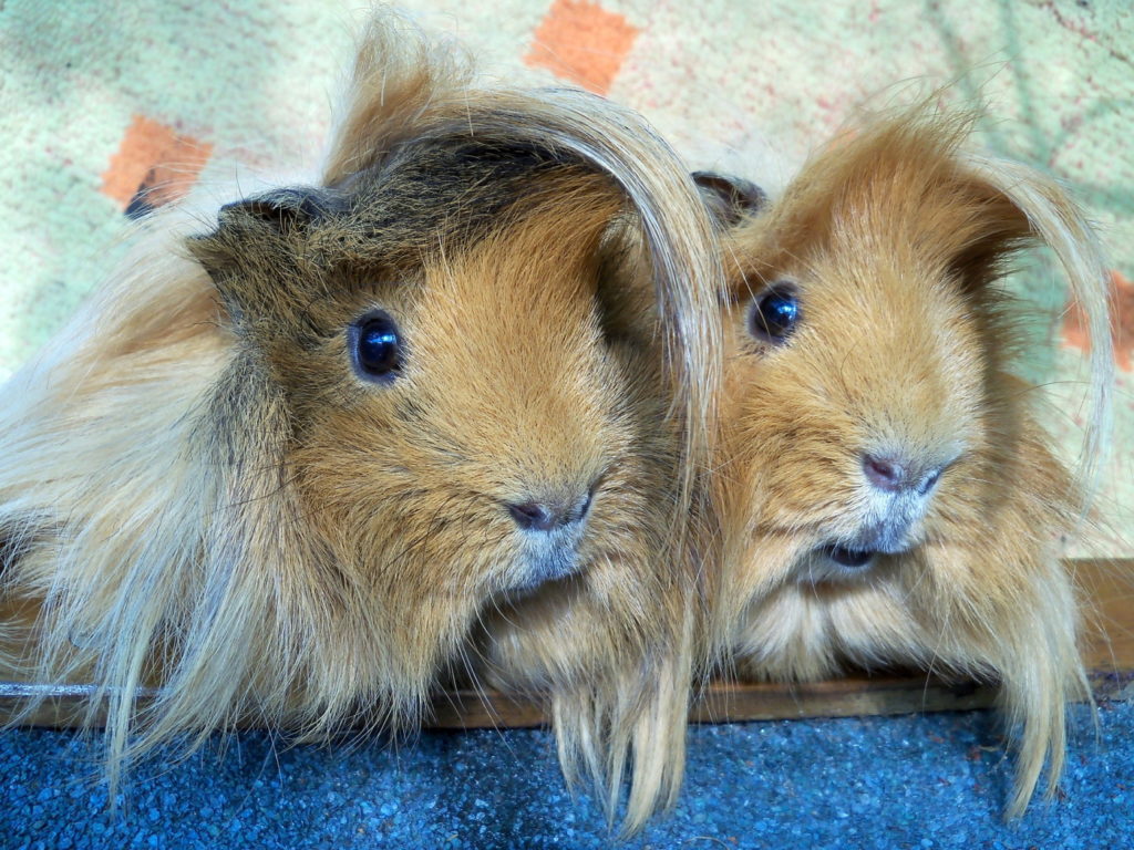 Das Foto zeigt zwei Meerschweinchen