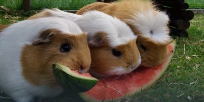 American Crested Meerschweinchen