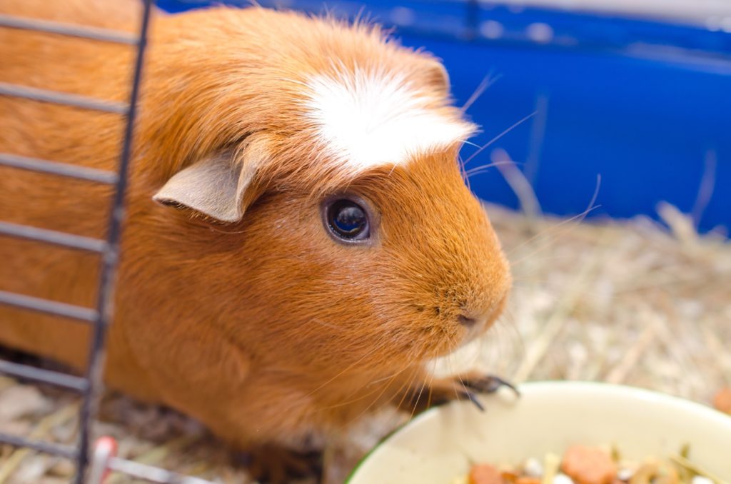 American Crested Meerschweinchen - Haltung und Pflege