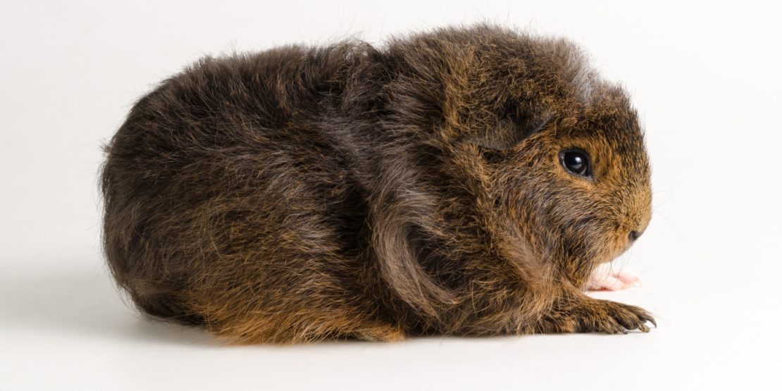 CH Teddy Meerschweinchen