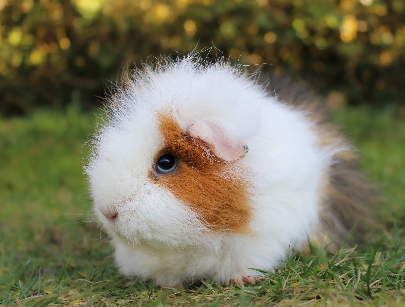 Meerschweinchen Us Teddy Kaufen