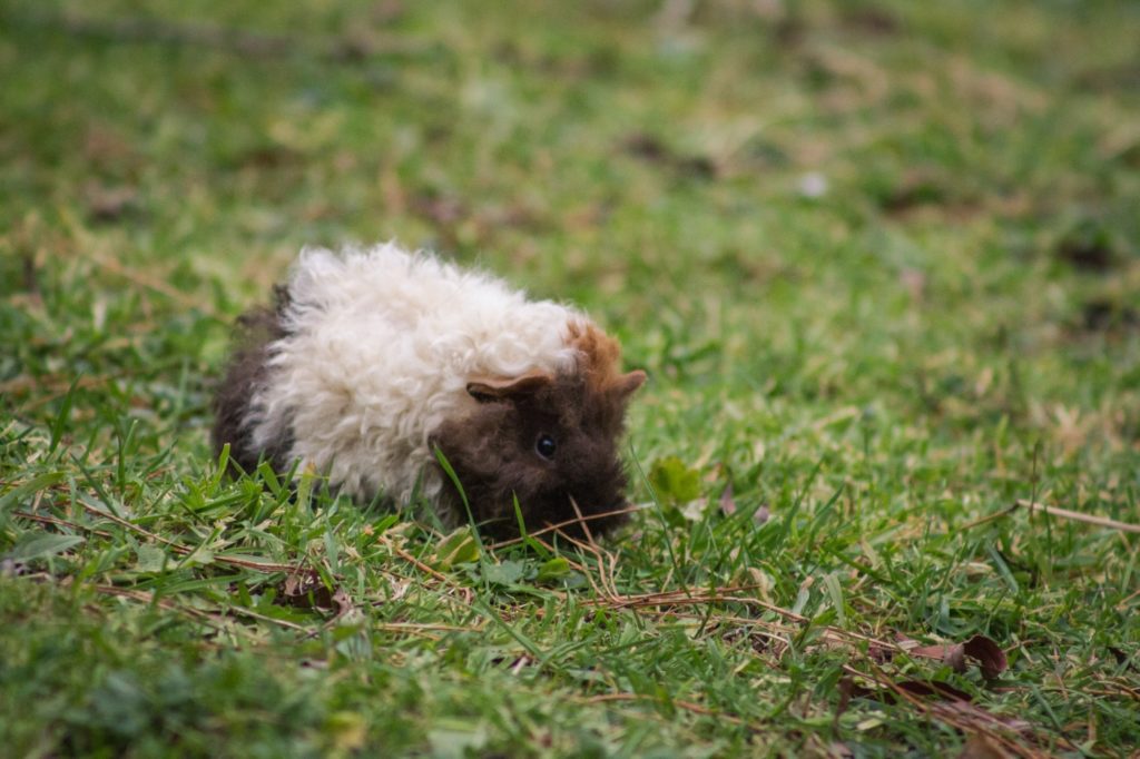 Curly Meerschweinchen in Außenhaltung