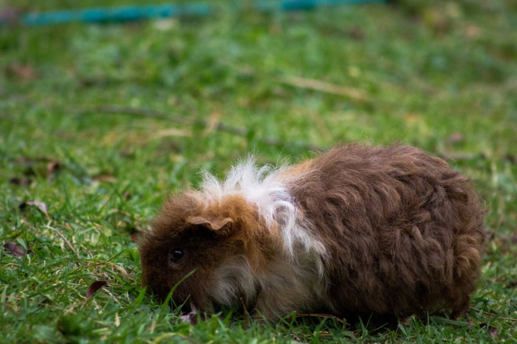 Curly Meerschweinchen Rasse